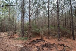 Bff II 2 Jc Barefoot Road photo 4