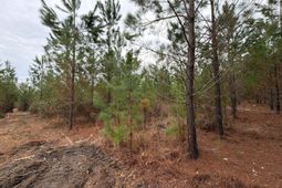 Bff II 3 Jc Barefoot Road photo 4