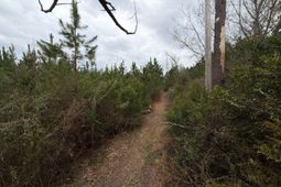 Bff II 4 Jc Barefoot Road photo 4