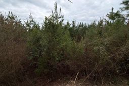 Bff II 4 Jc Barefoot Road photo 4