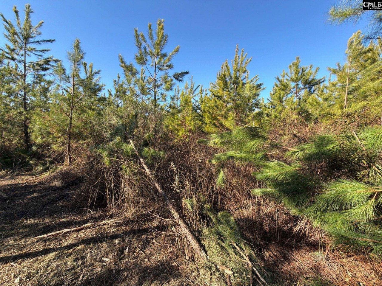 Bff II 6 Brunson Teal Road Photo 14