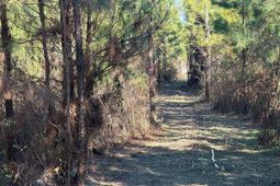 Bff II 6 Brunson Teal Road photo 4