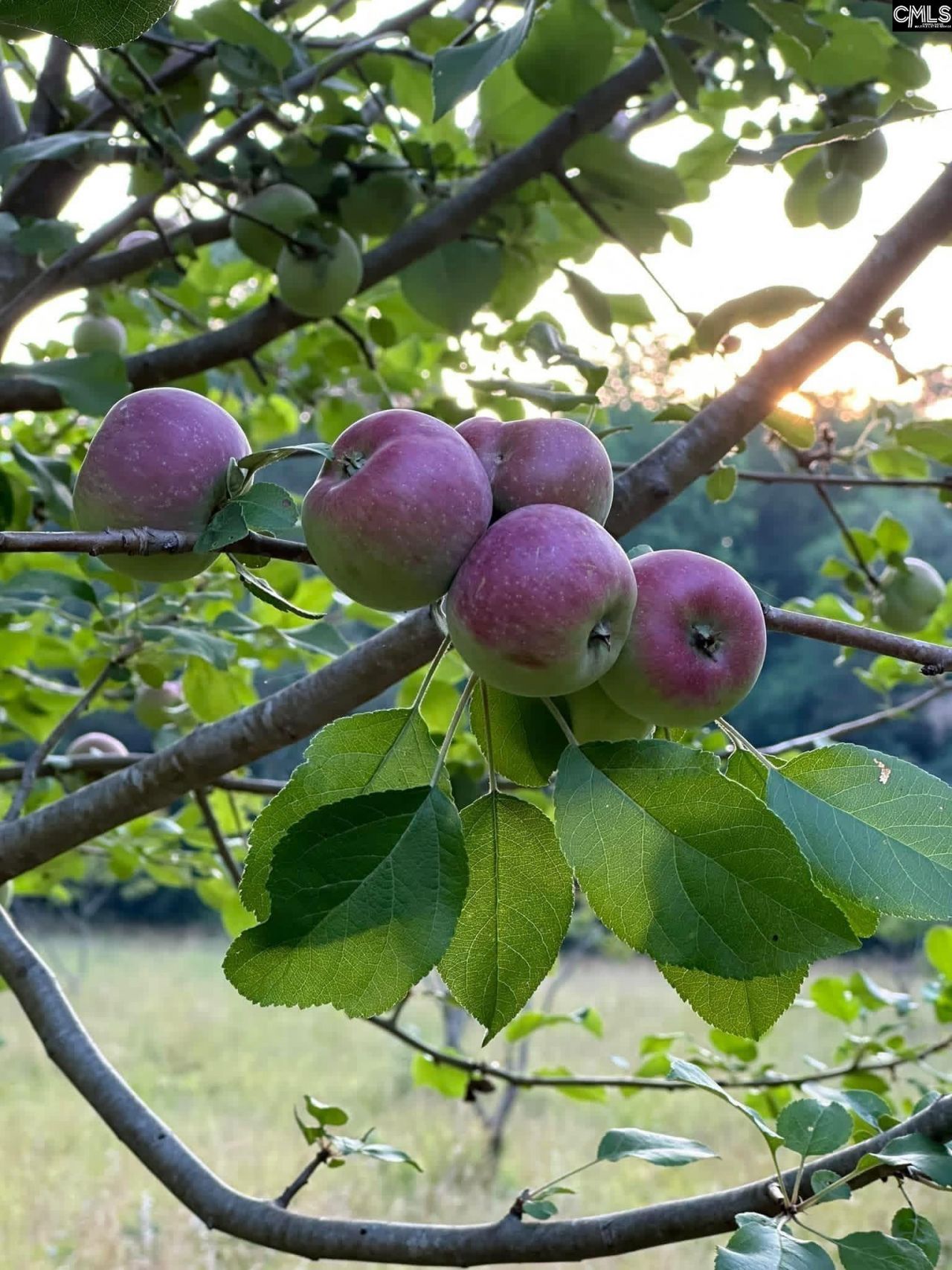 637 Belfast Road  Photo 72