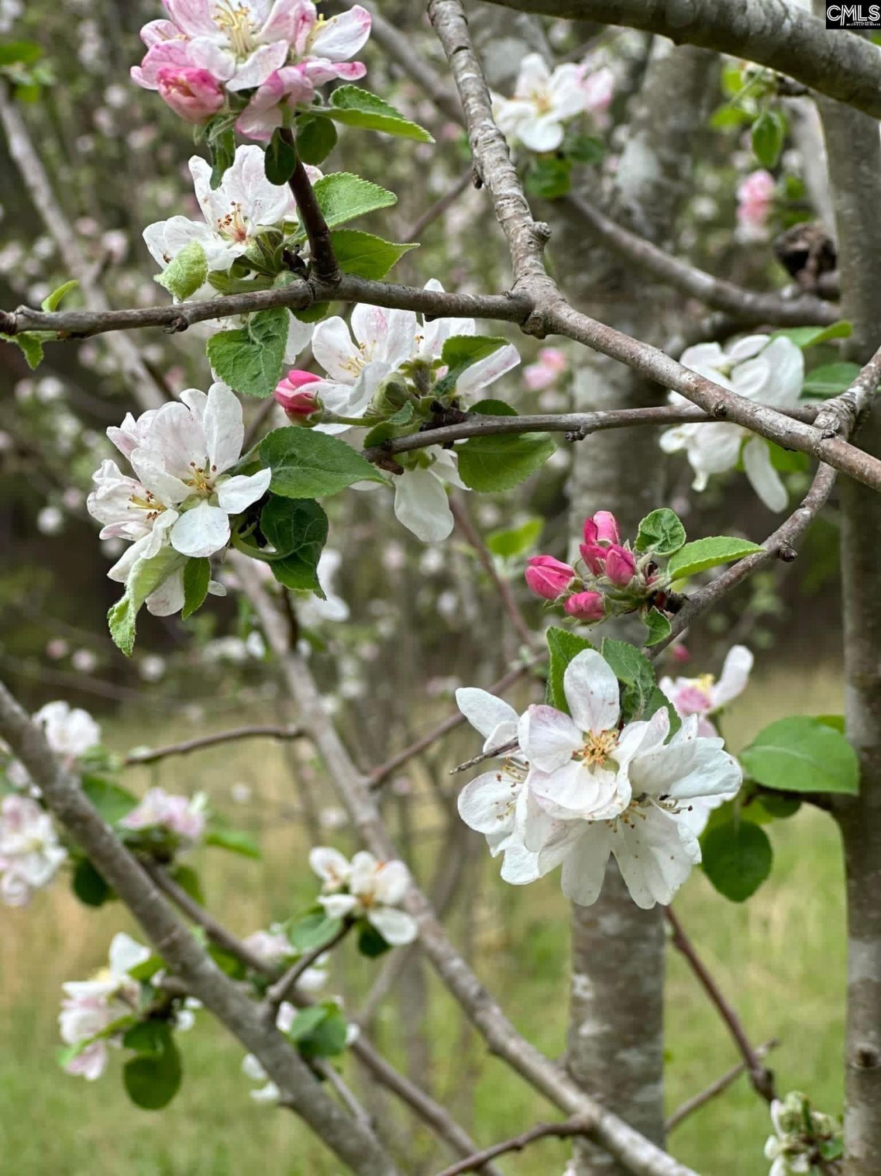 637 Belfast Road  Photo 73