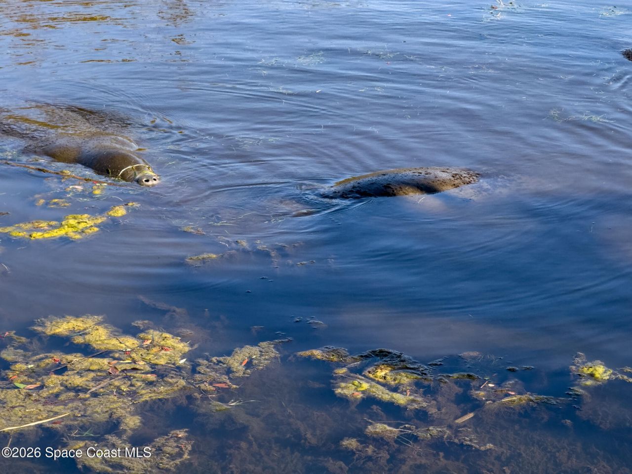 999 Sunswept Road Ne, Palm Bay, FL 32905 Photo