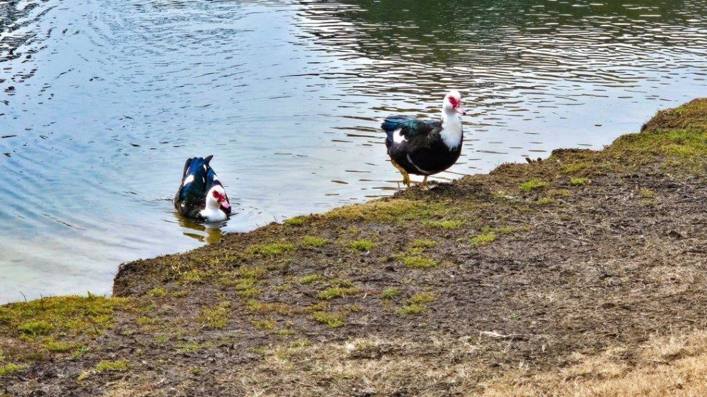 5181 Casentino Ct. Photo 41