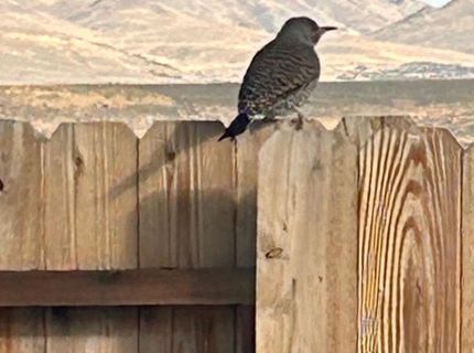 509 Paradise Valley Road, Reno, NV 89506 Photo