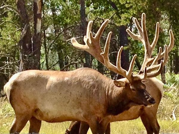 4681 Stickfort Road , Greenwood Twp, MI 49756