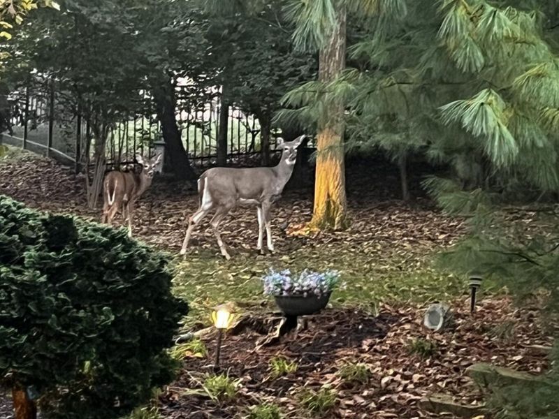 10653 Chenery Cove, Union, KY 41091 Photo 7