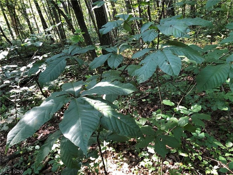 1475 St Rte 124, Coolville, OH 45723 Photo 20