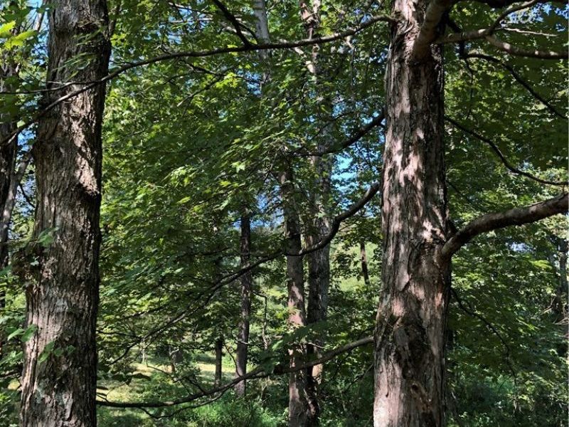 1475 St Rte 124, Coolville, OH 45723 Photo 23