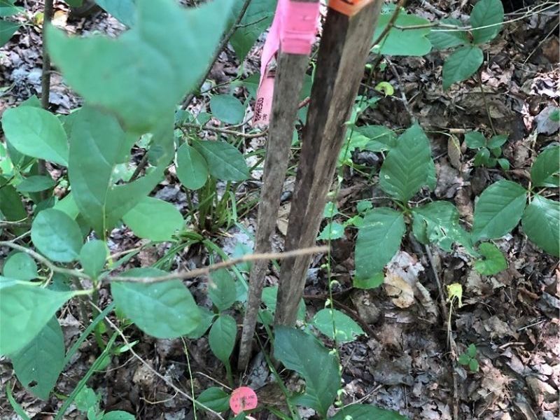 1475 St Rte 124, Coolville, OH 45723 Photo 25