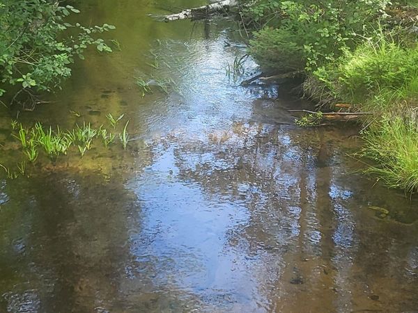 Curtis Road, Hale, MI 48739