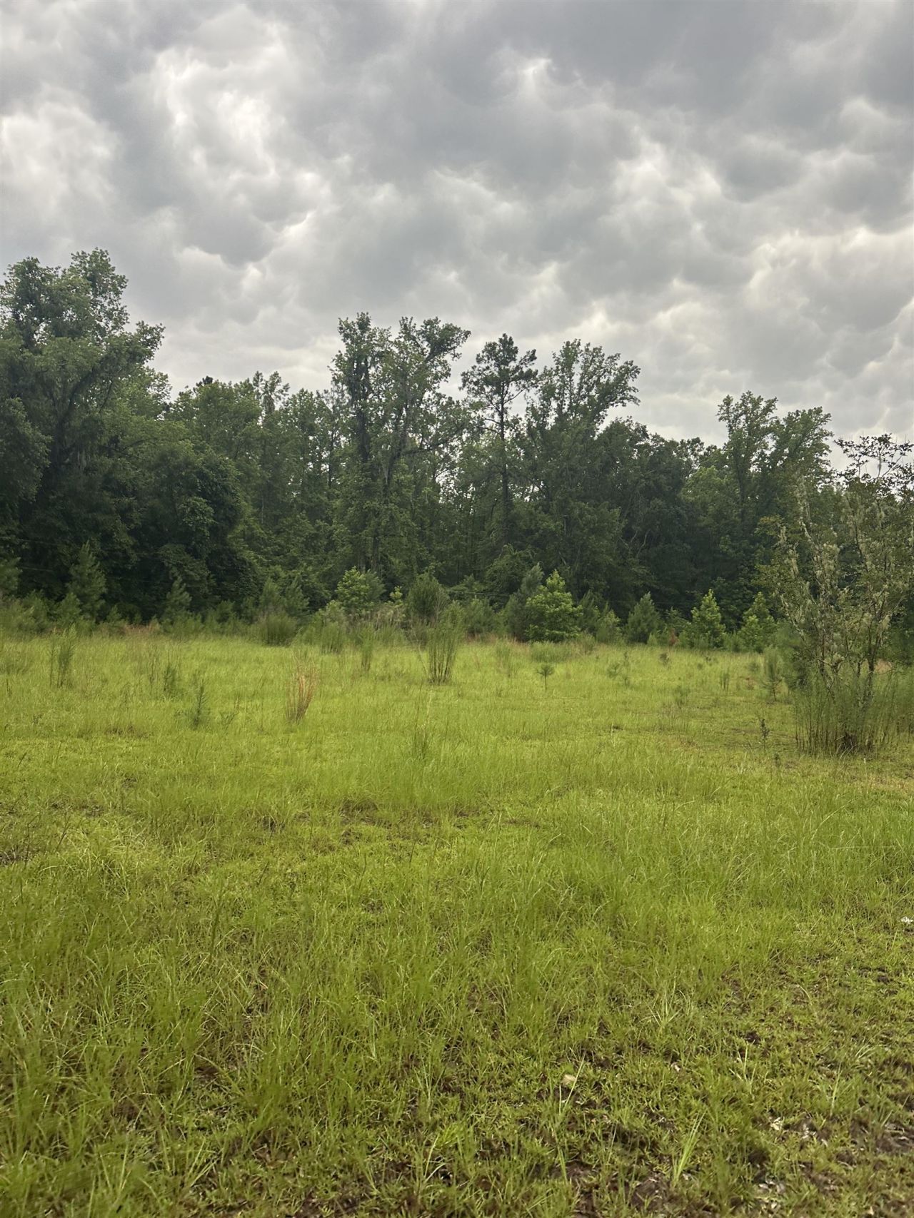 289 Persimmon Road , Sopchoppy, FL 32358 Photo