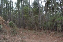 1909 Whitting Green Lane photo 4