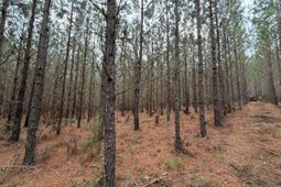 Bff II 2 J C Barefoot Road photo 4