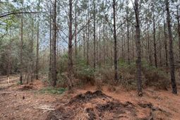 Bff II 2 J C Barefoot Road photo 4