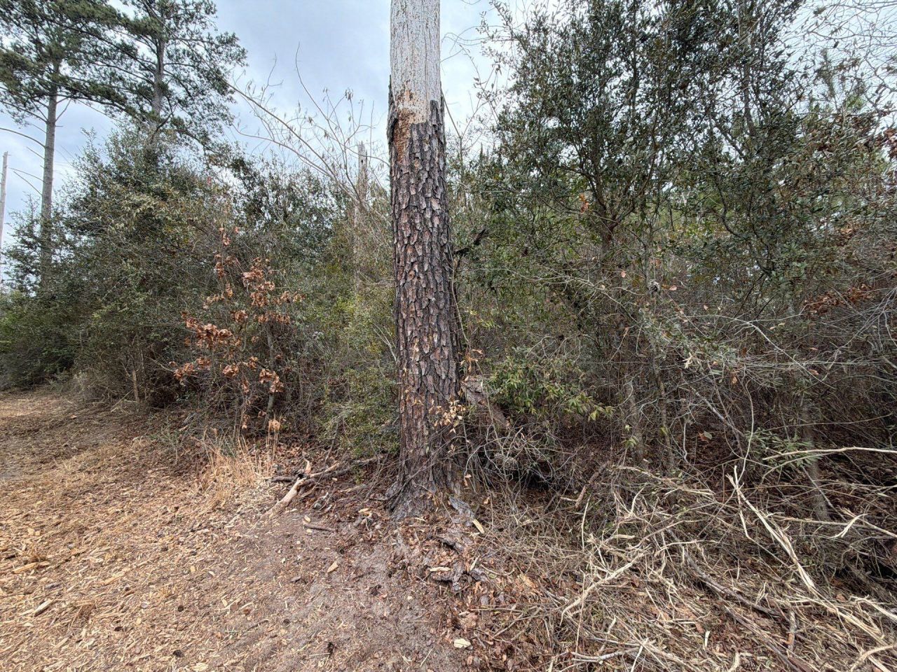 Bff II 2 J C Barefoot Road Photo 9