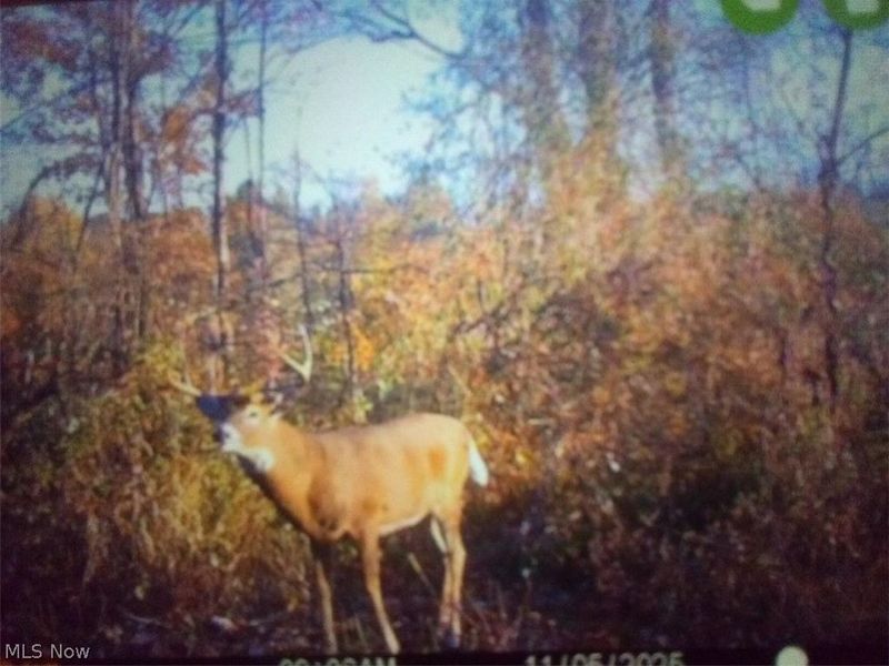 8155 Westfall Street SE, East Canton, OH 44730 Photo 17