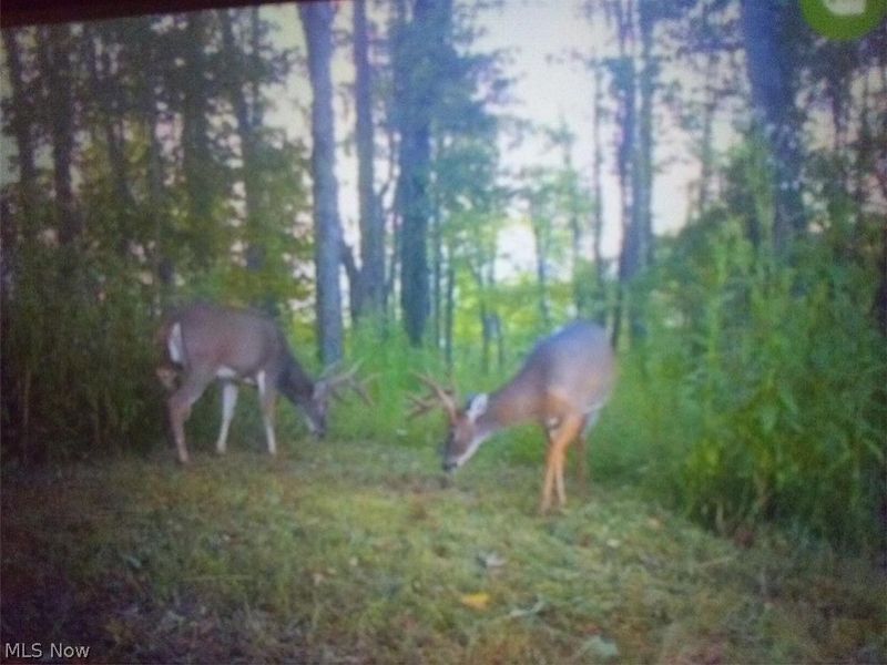 8155 Westfall Street SE, East Canton, OH 44730 Photo 5