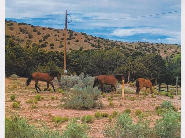 Deba Jo De Ojo , Placitas, NM 87043