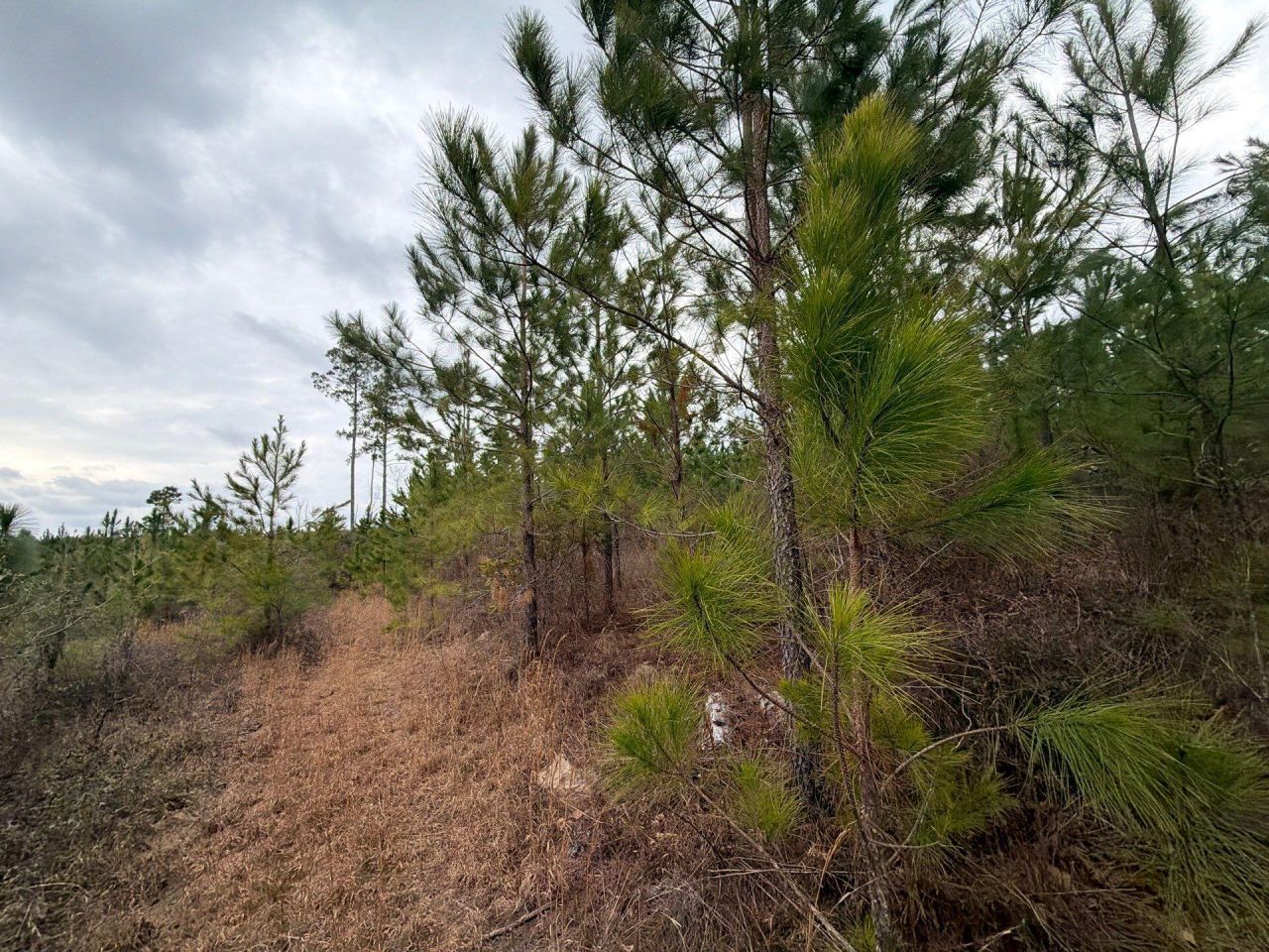 Bff II 3 J C Barefoot Road Photo 11