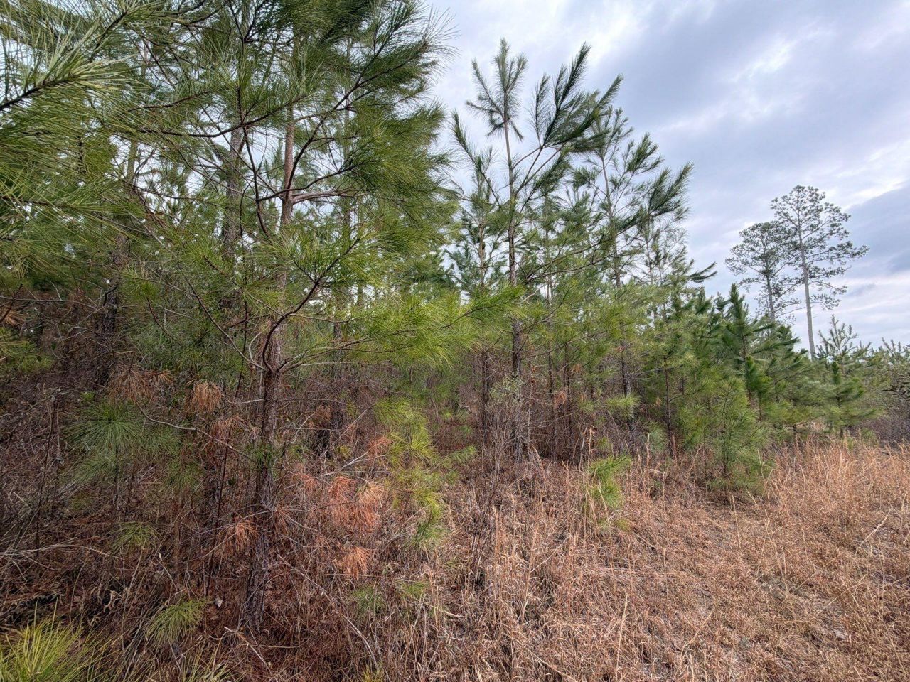 Bff II 3 J C Barefoot Road Photo 12