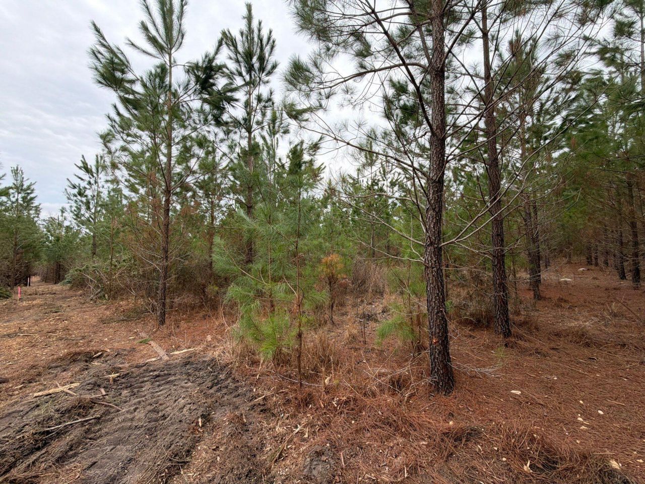 Bff II 3 J C Barefoot Road Photo 5