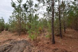 Bff II 3 J C Barefoot Road photo 4