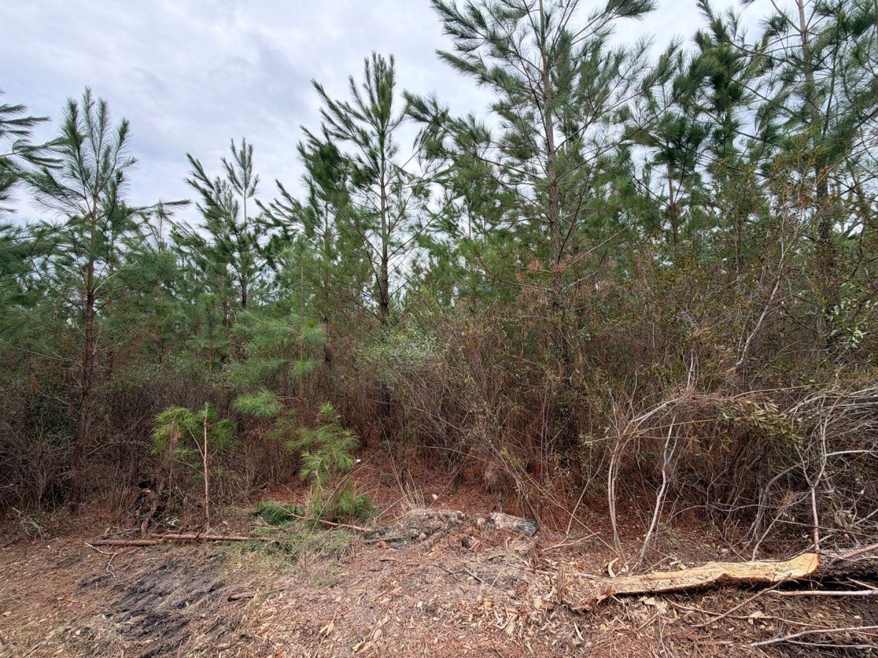 Bff II 3 J C Barefoot Road Photo 6