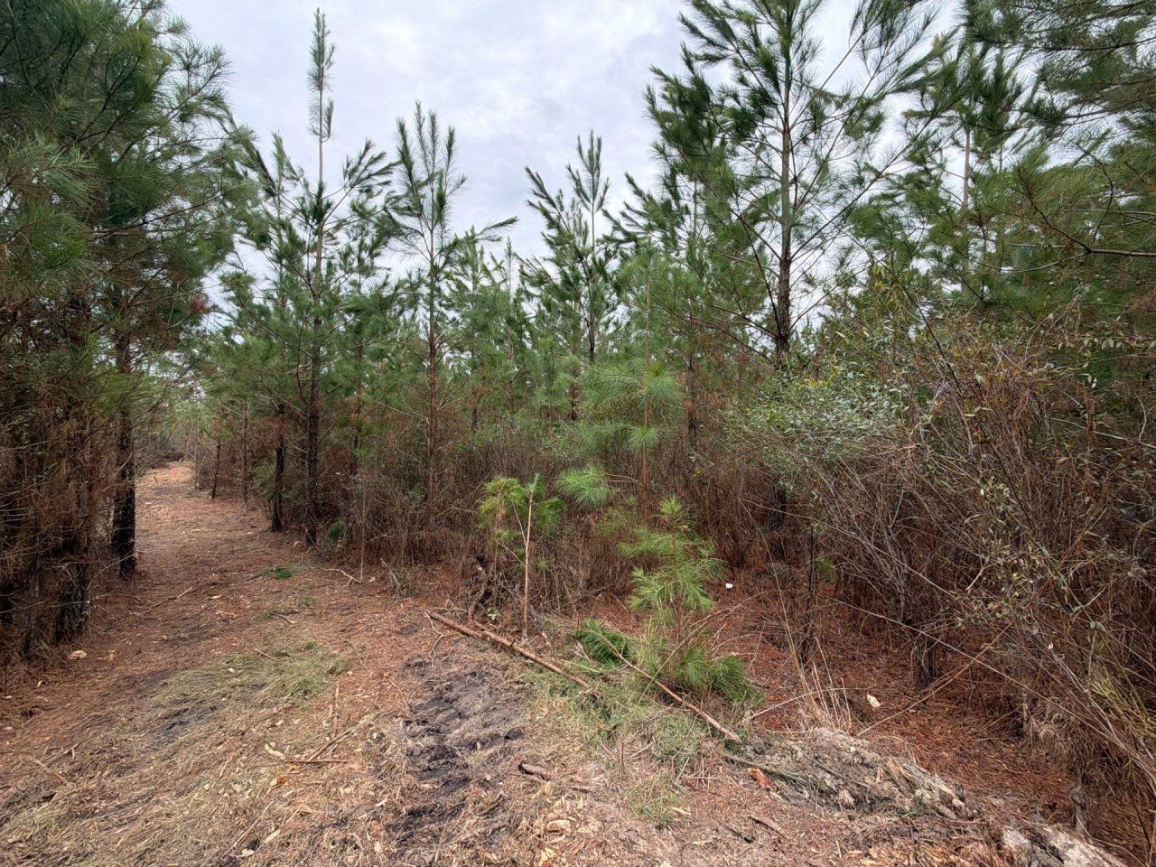 Bff II 3 J C Barefoot Road Photo 8