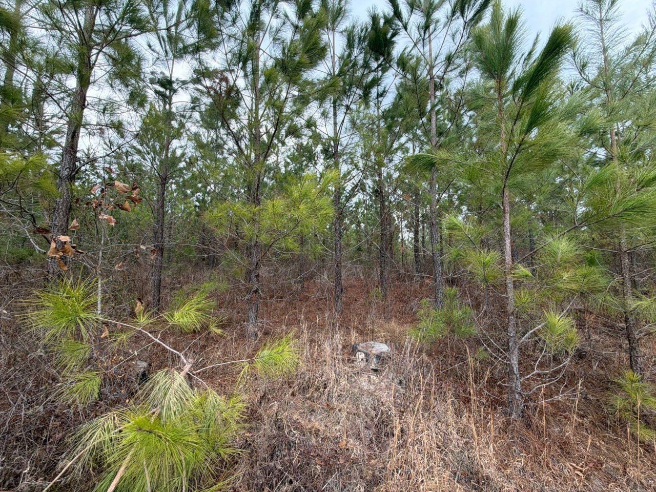 Bff II 3 J C Barefoot Road Photo 9