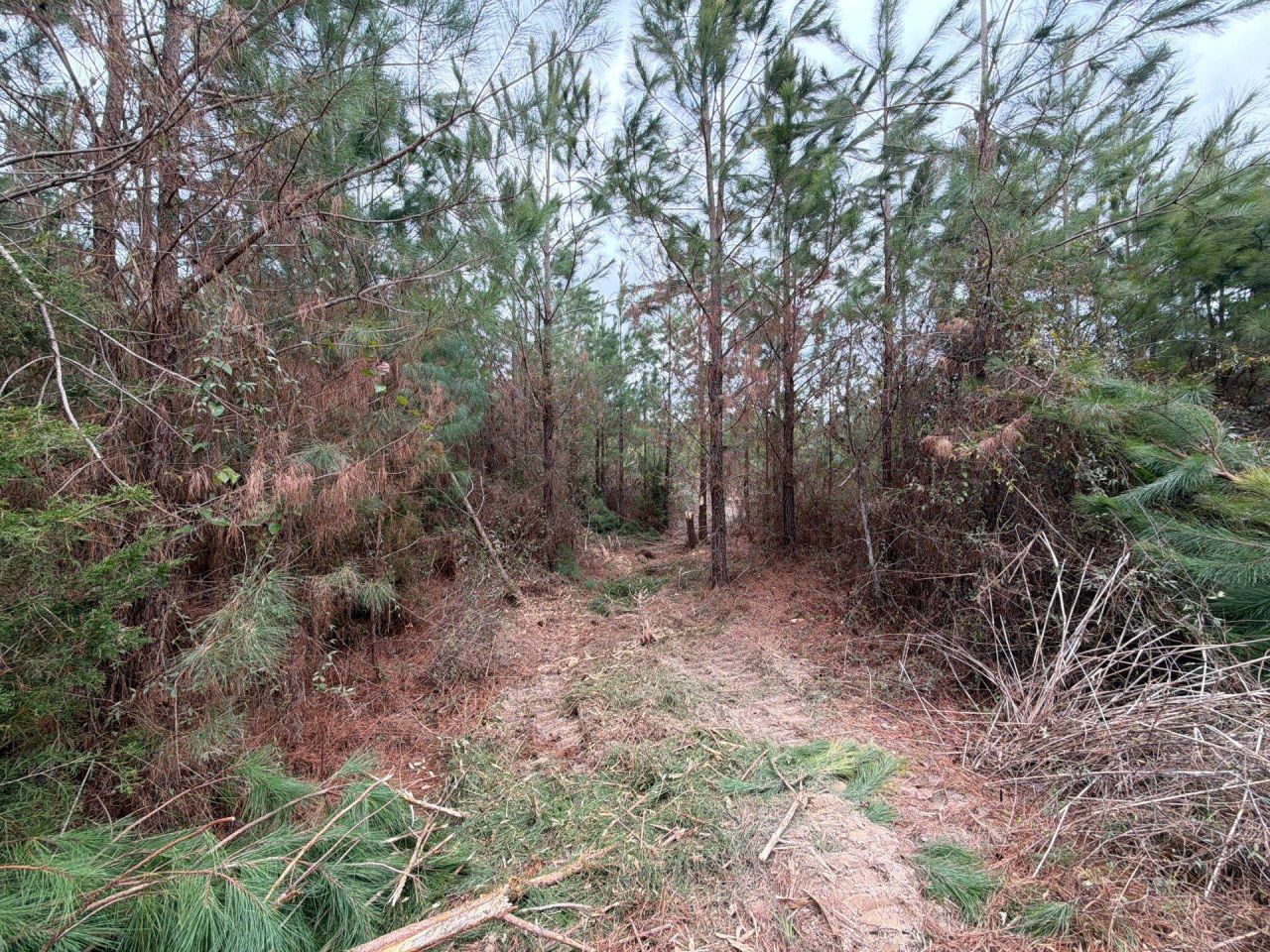 Bff II 4 J C Barefoot Road Photo 10