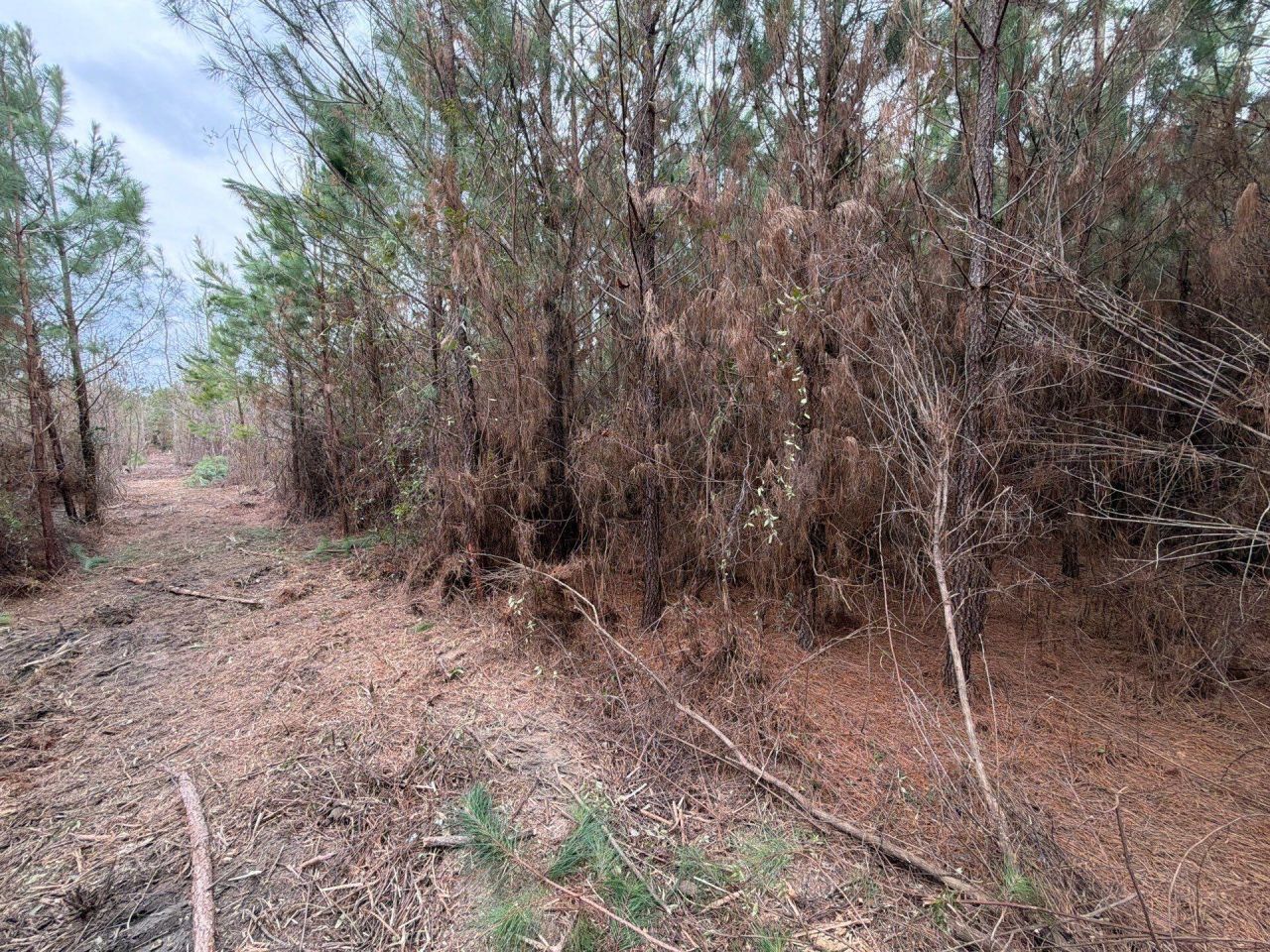 Bff II 4 J C Barefoot Road Photo 12