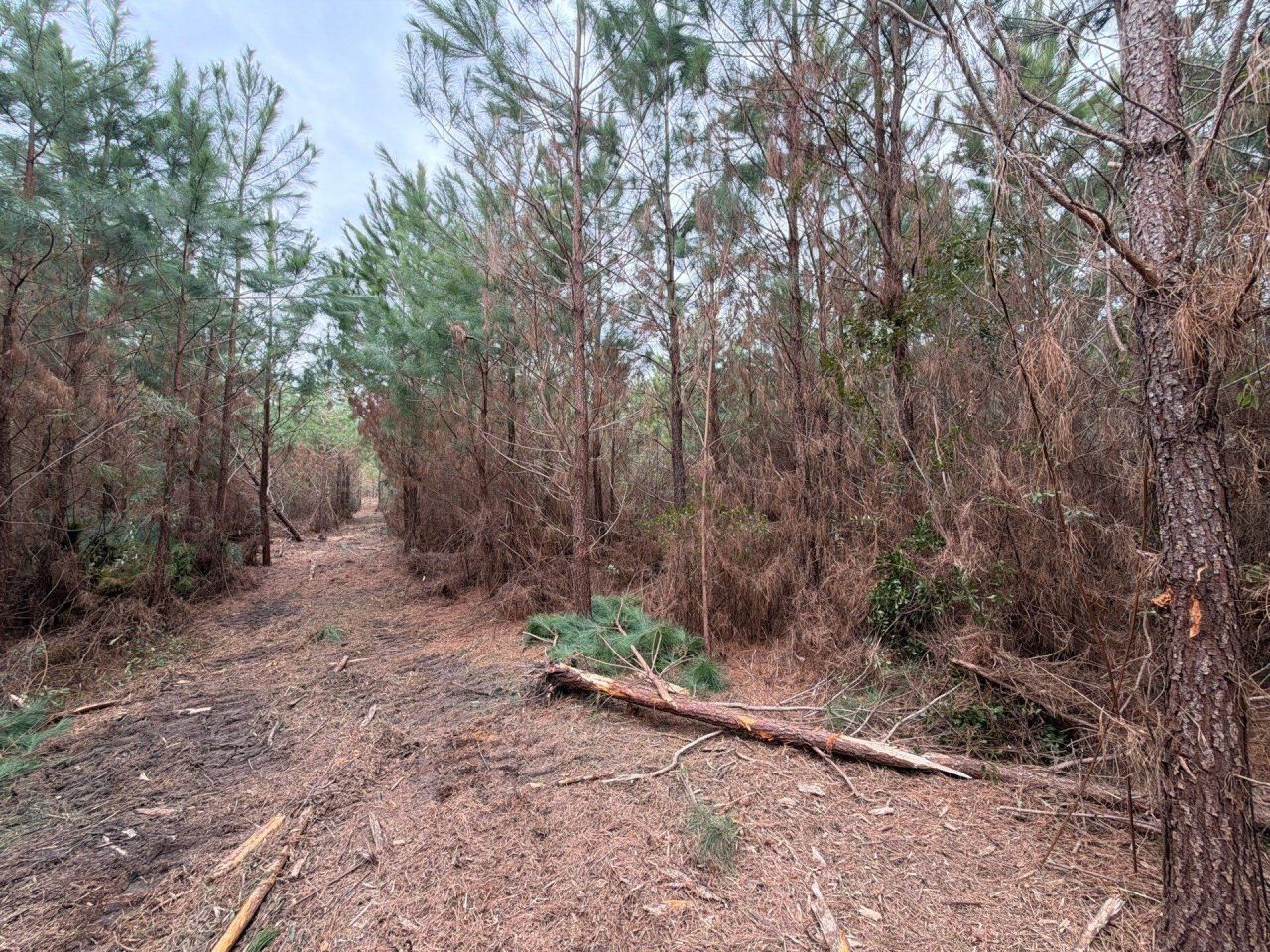 Bff II 4 J C Barefoot Road Photo 16