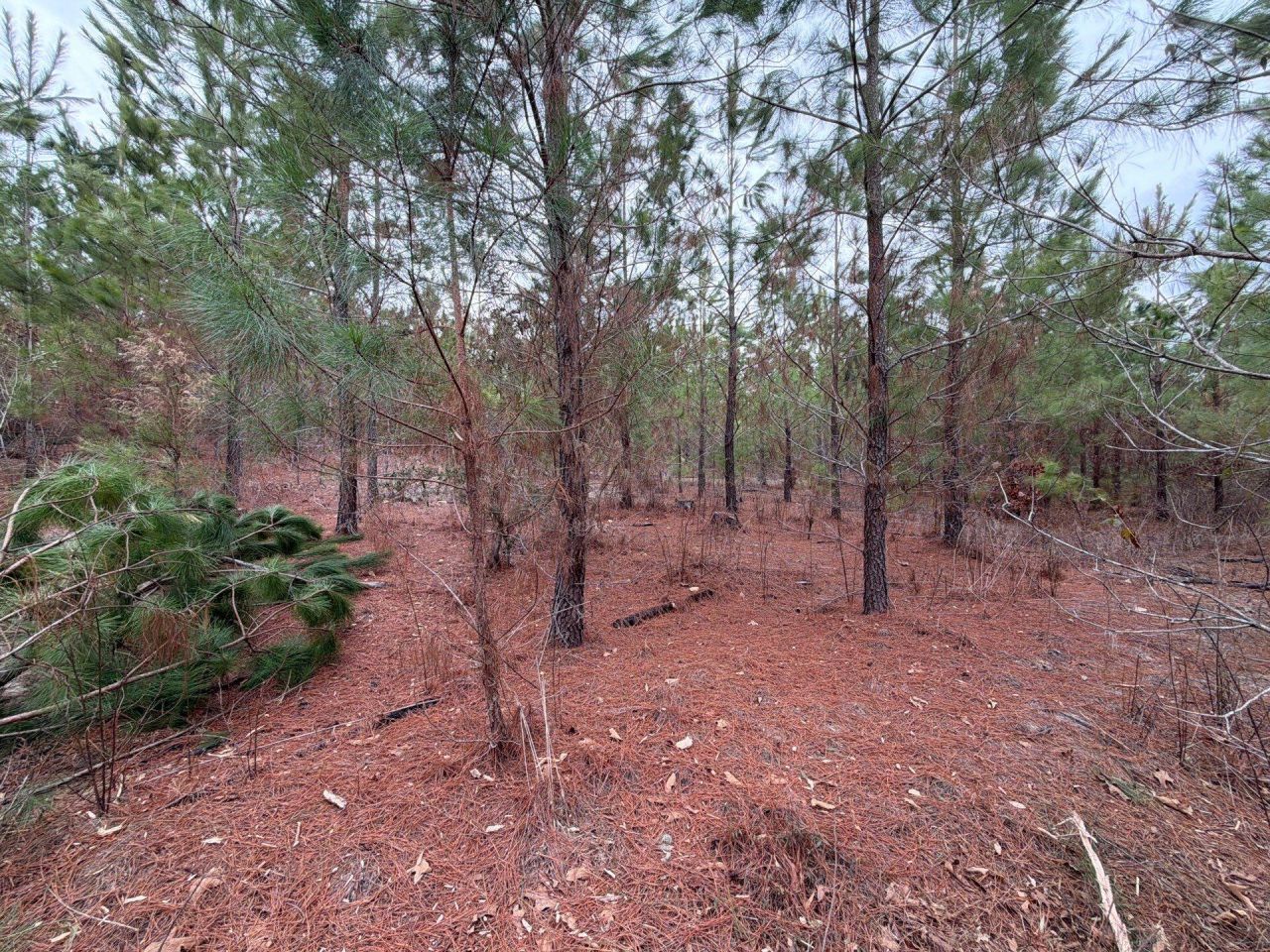 Bff II 4 J C Barefoot Road Photo 18