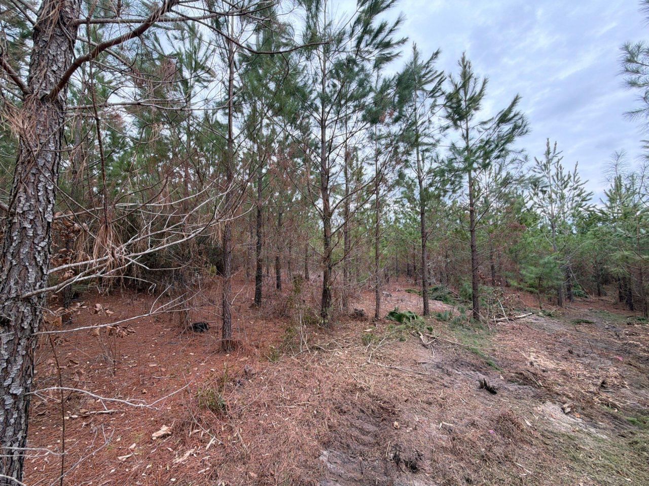 Bff II 4 J C Barefoot Road Photo 19