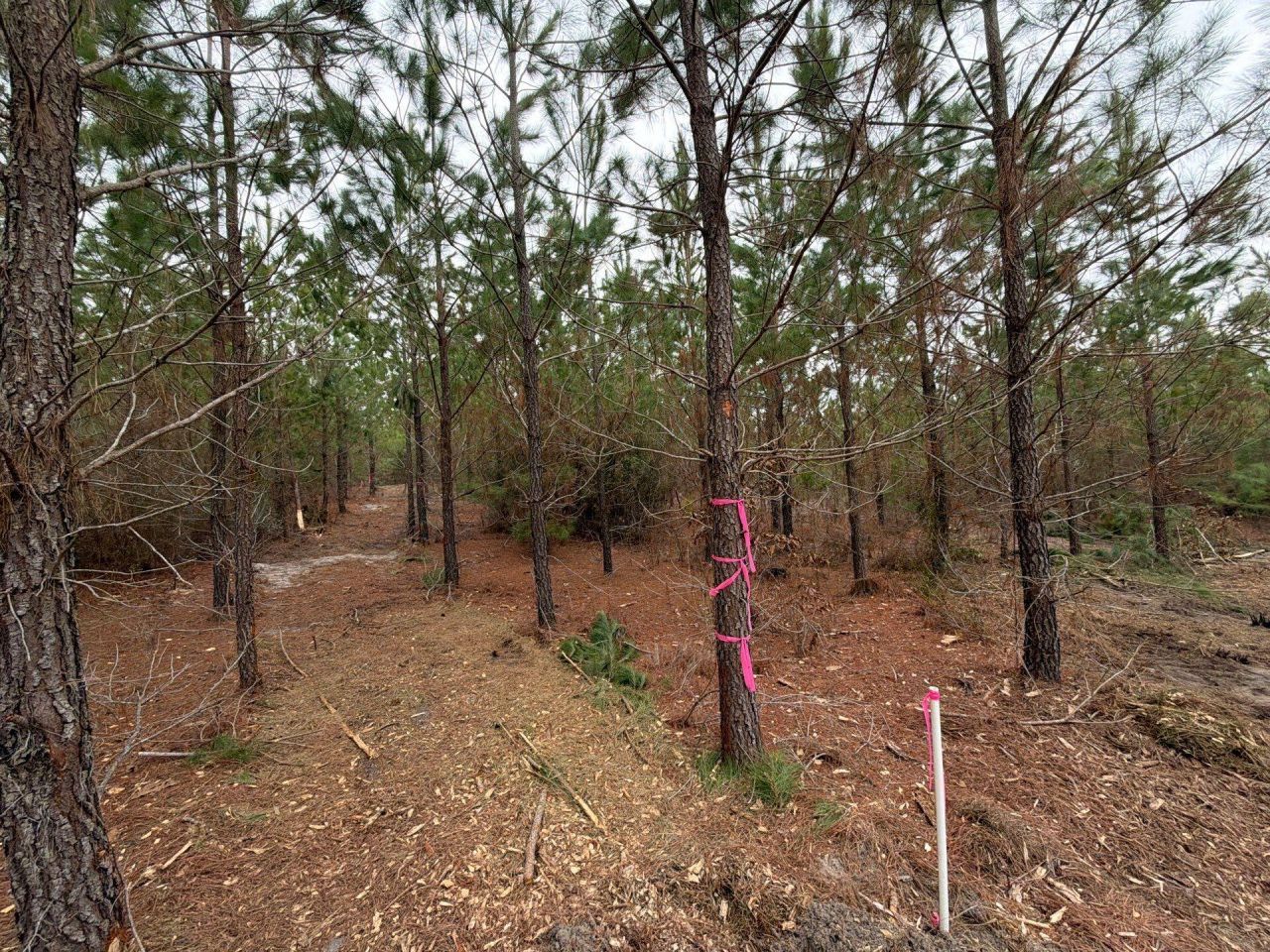 Bff II 4 J C Barefoot Road Photo 20