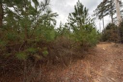 Bff II 4 J C Barefoot Road photo 4