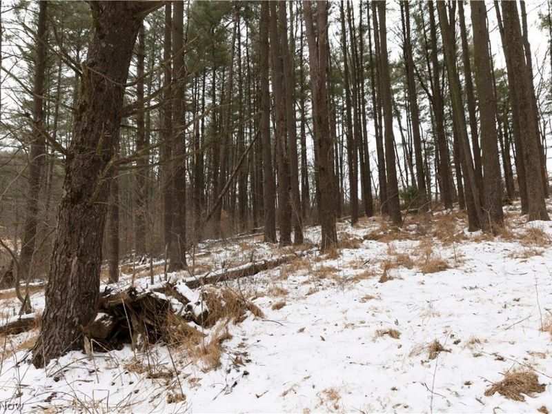 10170 N Morrison Road, Dresden, OH 43821 Photo 28