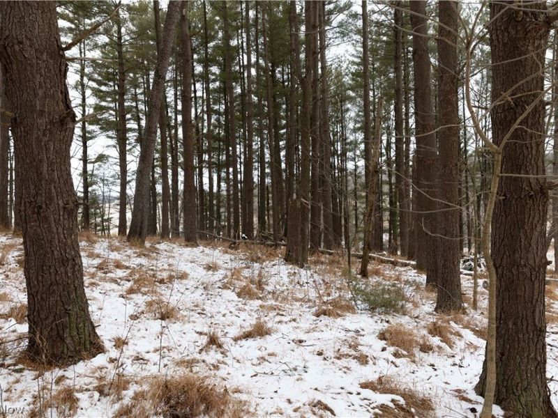 10170 N Morrison Road, Dresden, OH 43821 Photo 30