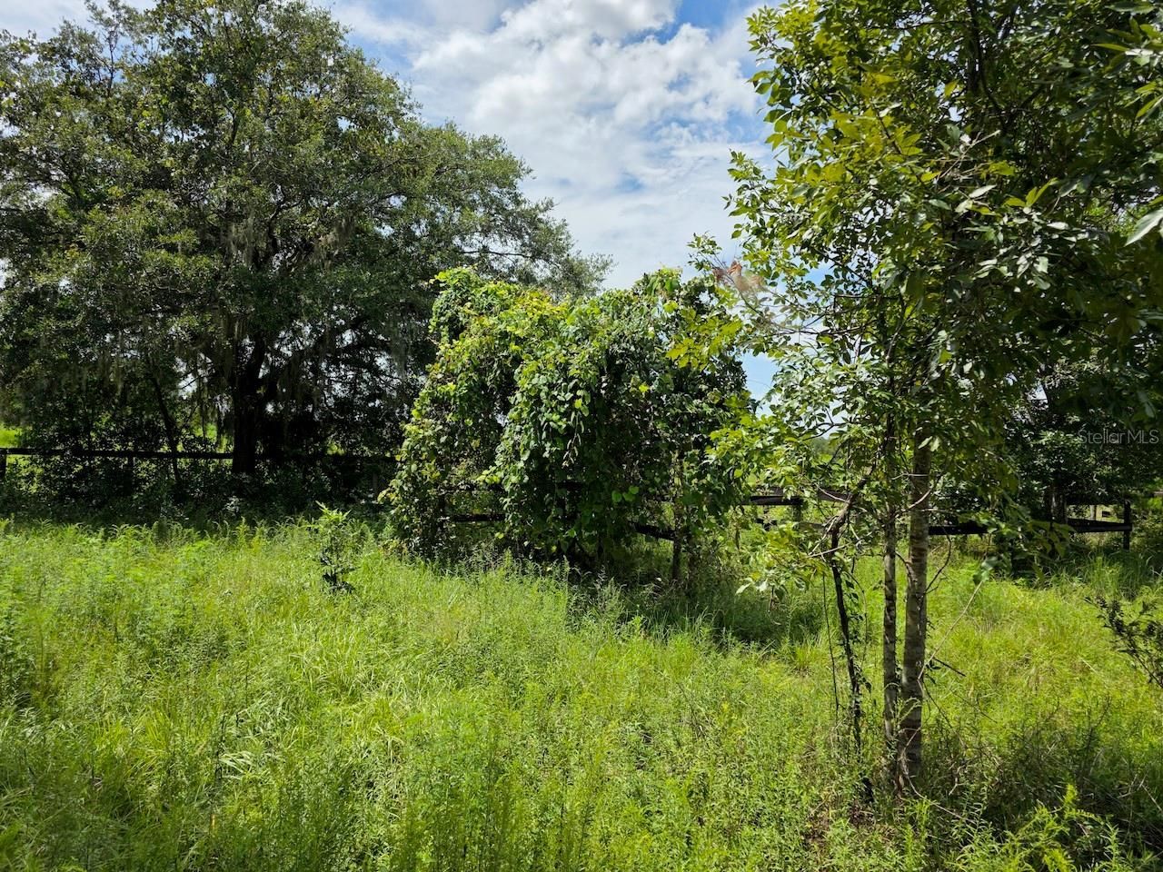 2351 NE Highway 41, Williston, FL 32696 Photo