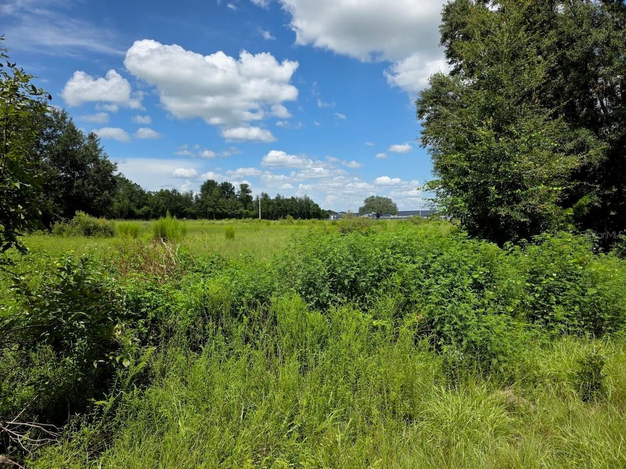 2351 NE Highway 41, Williston, FL 32696 Photo