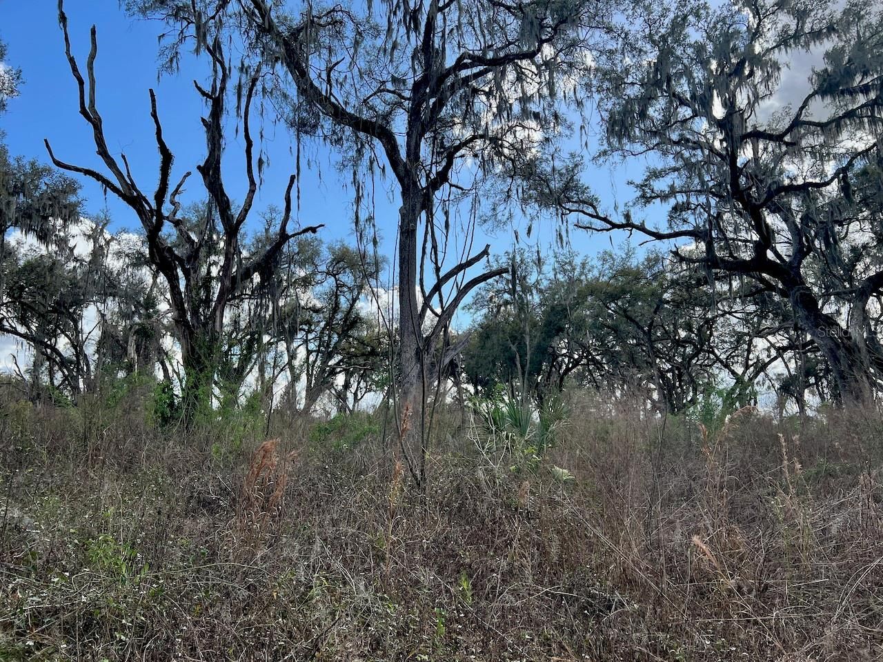 2351 NE Highway 41 , Williston, FL 32696 Photo