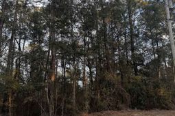 4563 South Island Rd. photo 4