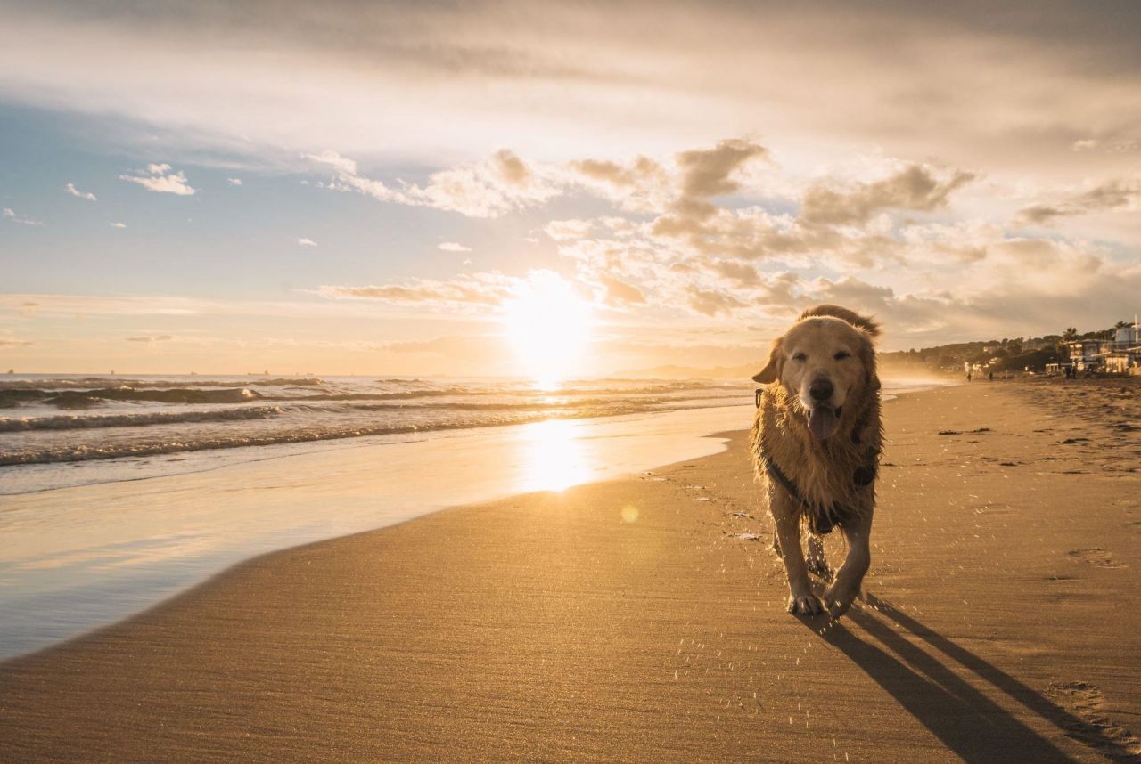 1329 Beach Way Ln.  Photo 30