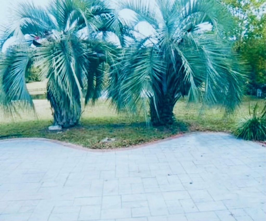 386 Jardinere Walk Photo 16