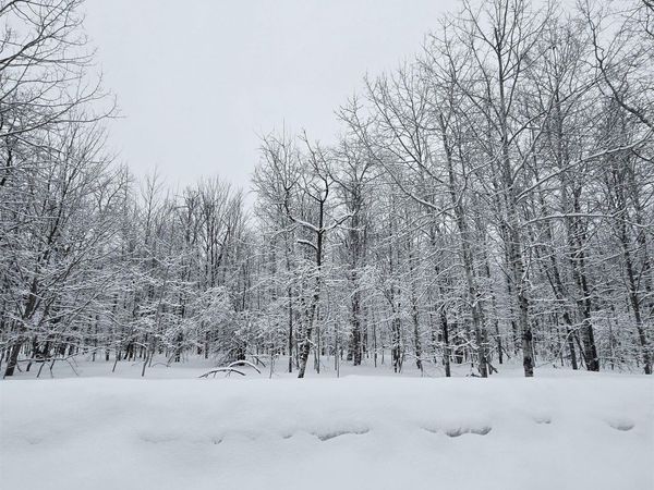 311 Parkridge Drive, Mancelona, MI 49659