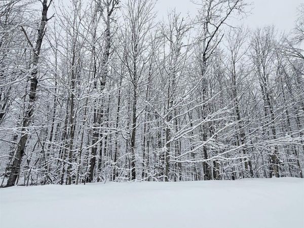 394 Pinedale Drive, Elmira, MI 49730