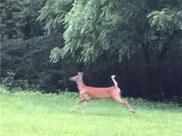 19 Laurel Loop Road, Fairview, NC 28730